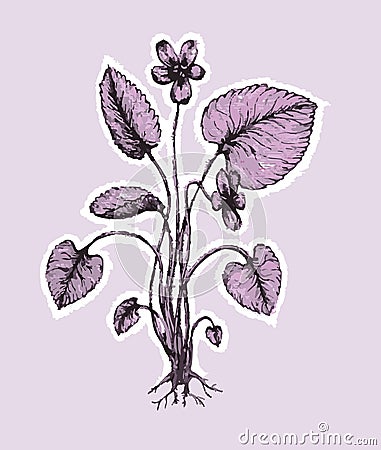 Decorative botanical illustration of a violet flower (Viola) Cartoon Illustration